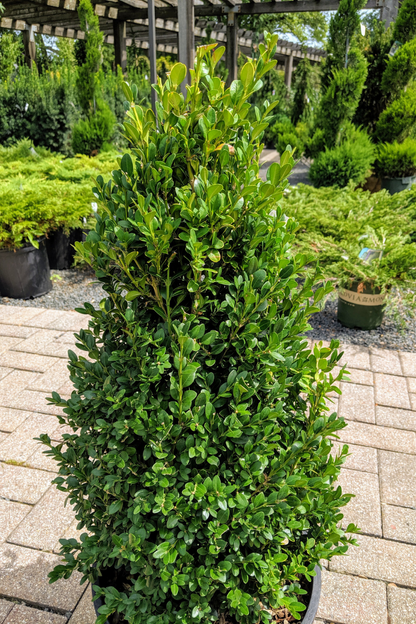 Boxwood, Green Mountain