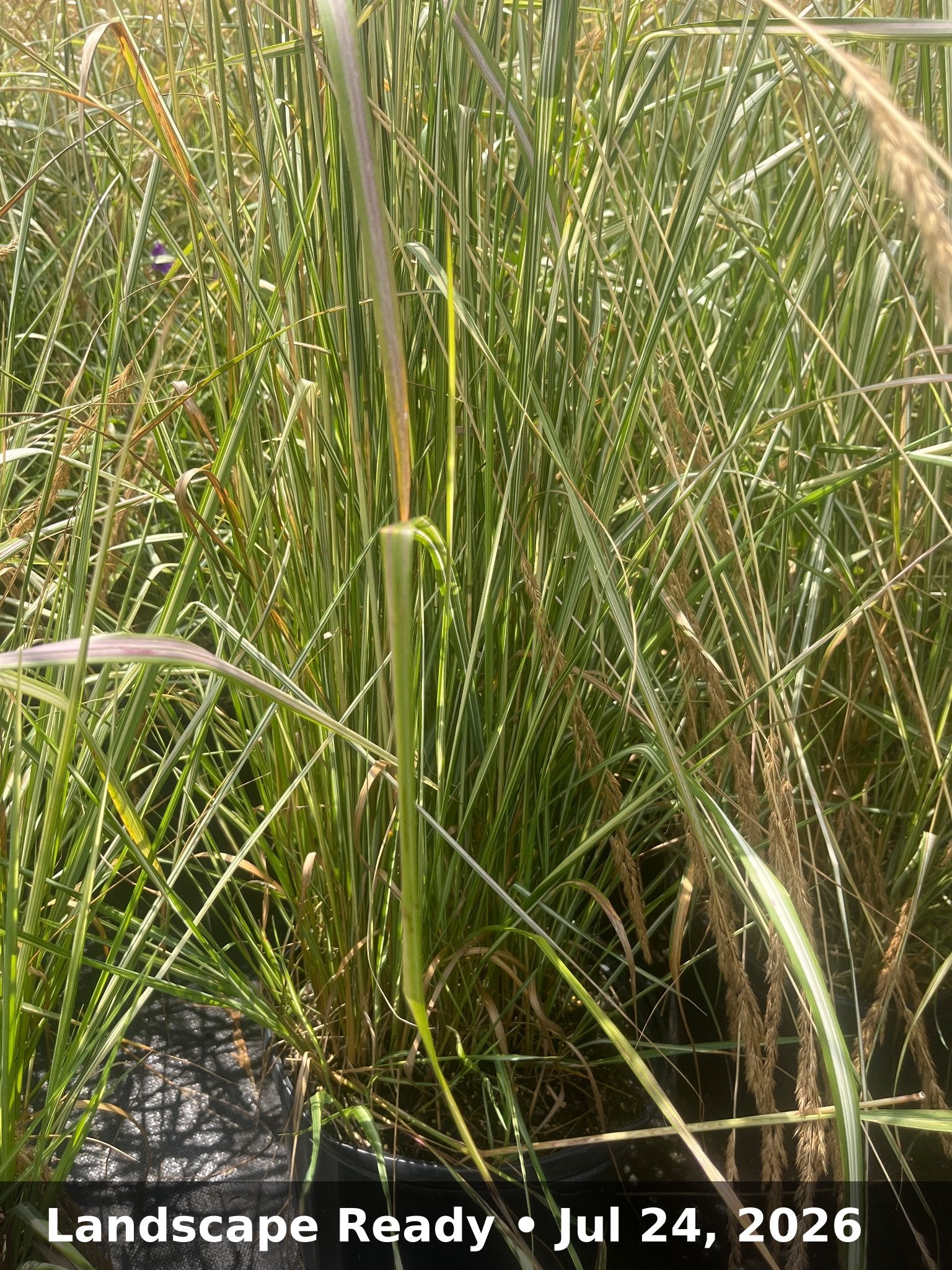 Landscape Ready — Jul 24, 2026