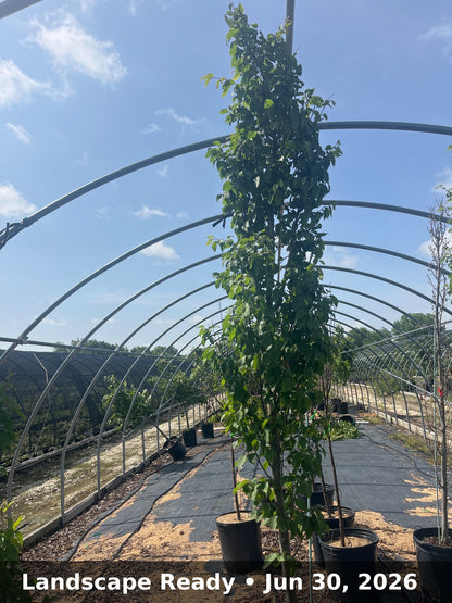 Landscape Ready — Jun 30, 2026