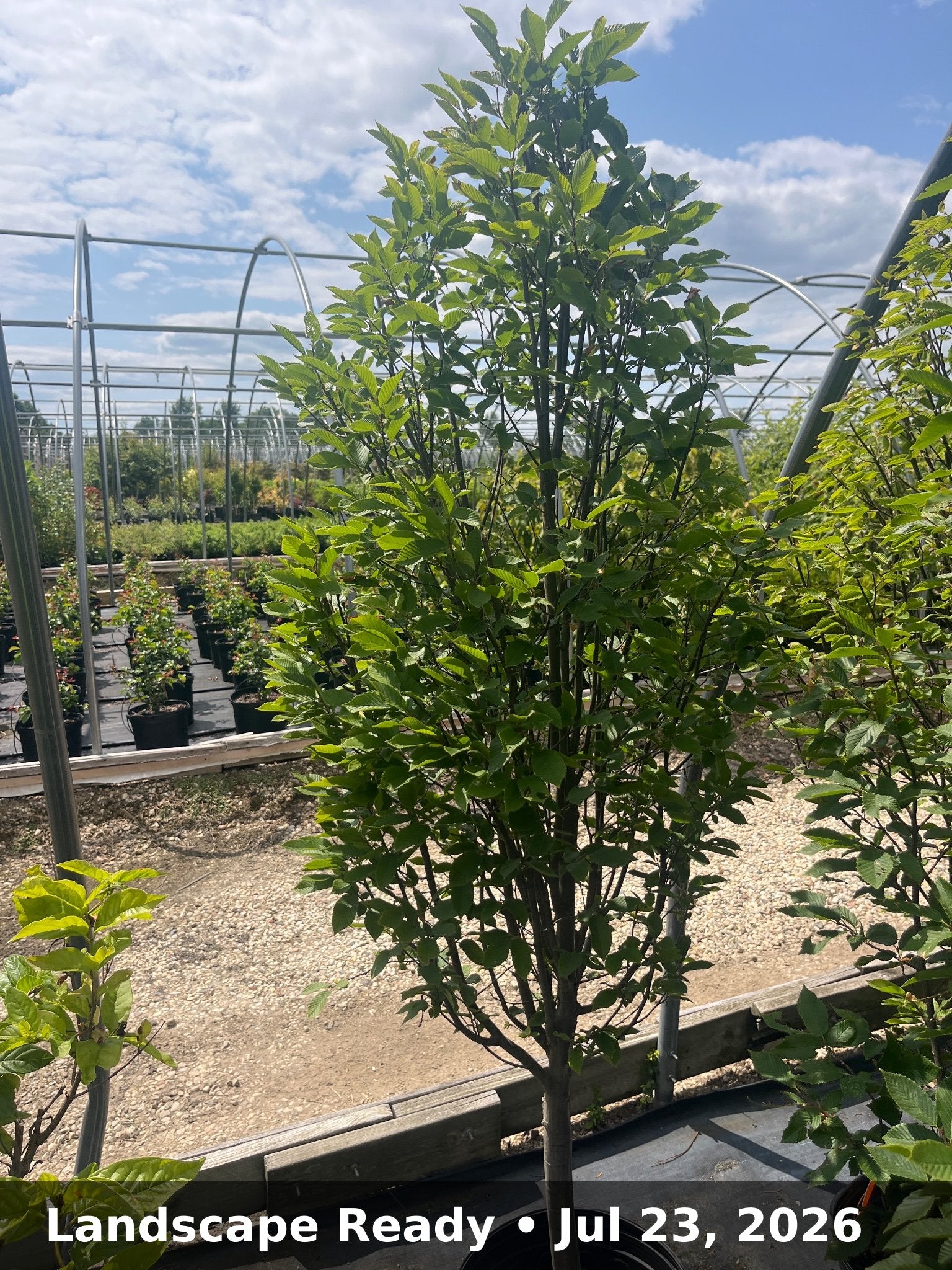 Landscape Ready — Jul 23, 2026