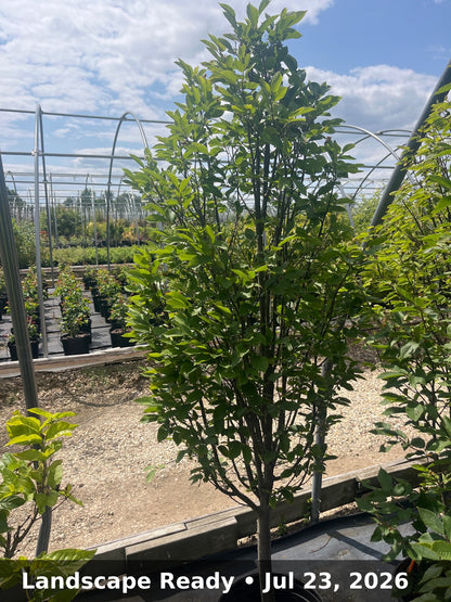 Landscape Ready — Jul 23, 2026