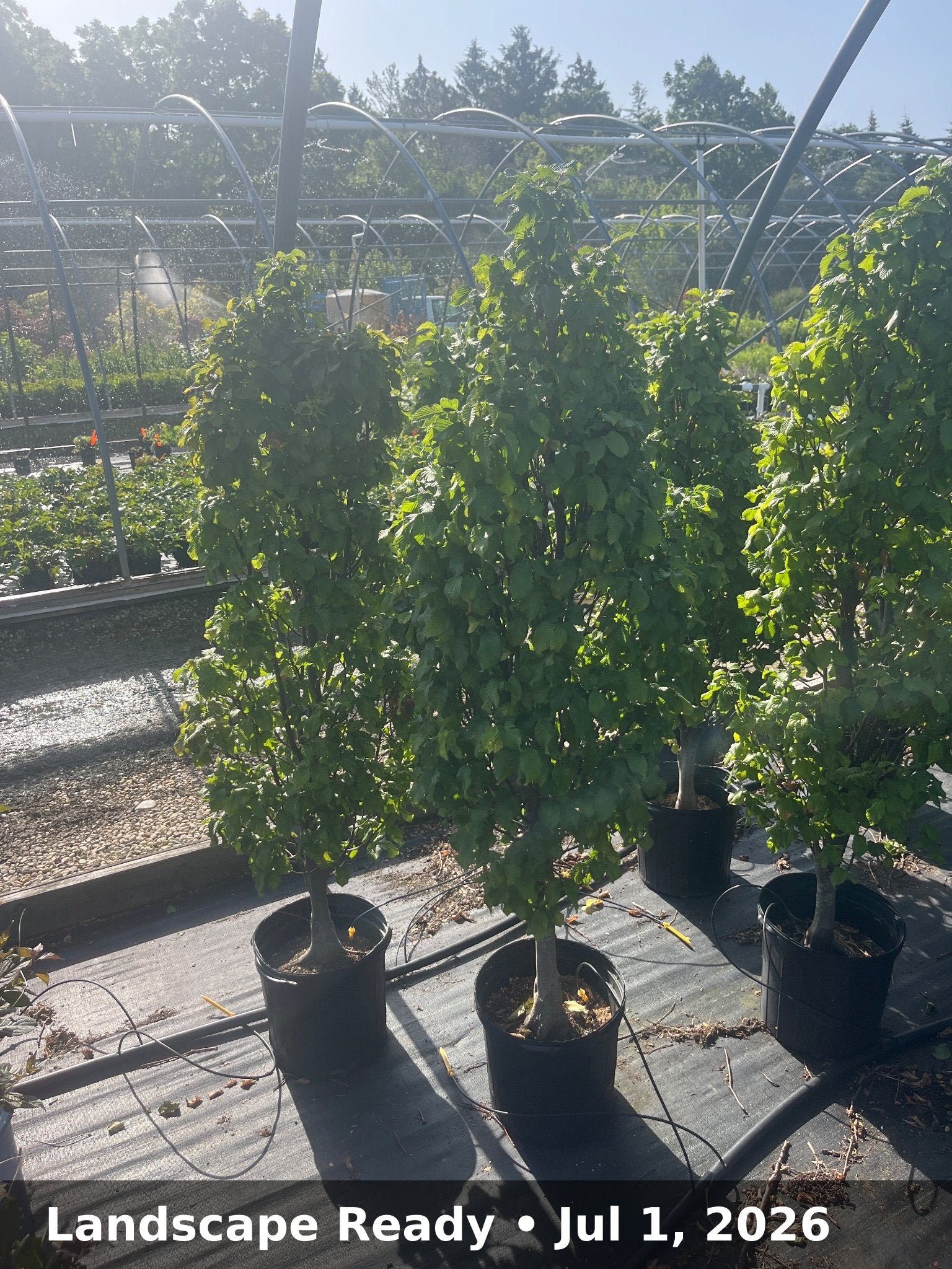 Landscape Ready — Jul 1, 2026