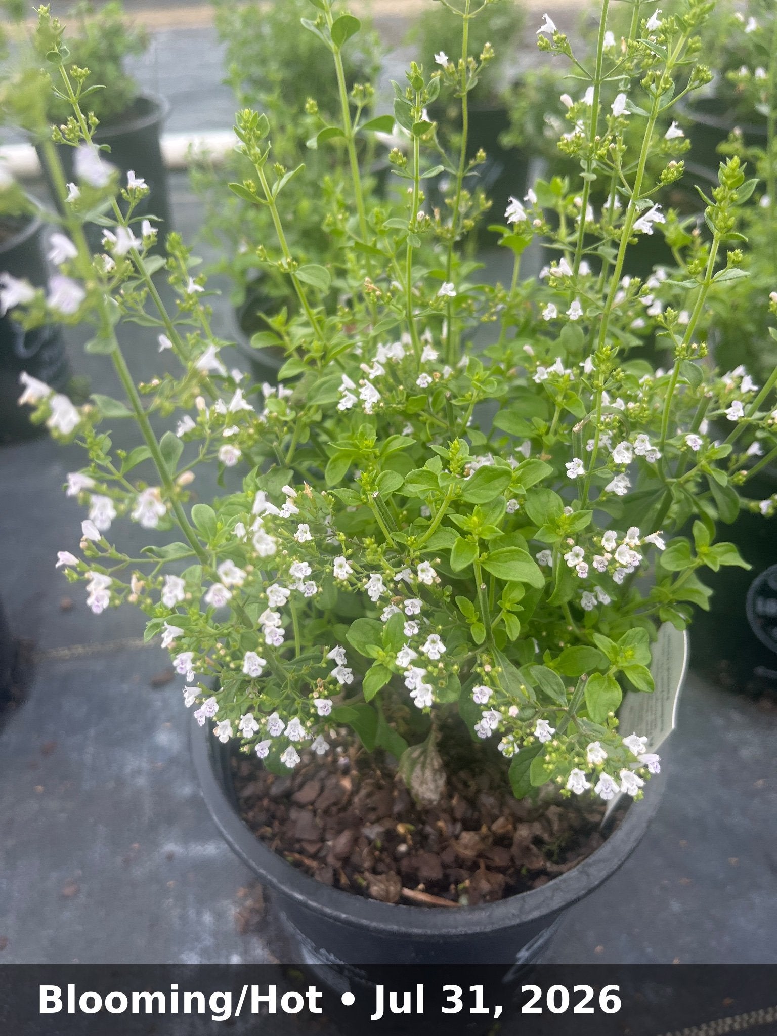 Blooming/Hot — Jul 31, 2026