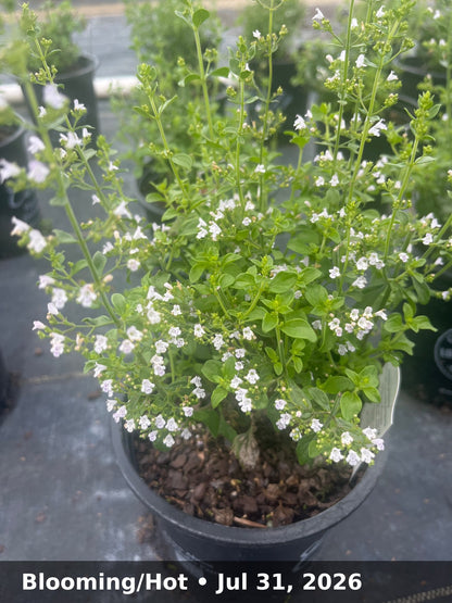 Blooming/Hot — Jul 31, 2026