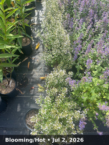 Blooming/Hot — Jul 2, 2026