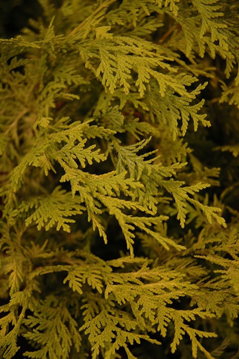 Falsecypress, Vintage  Gold
