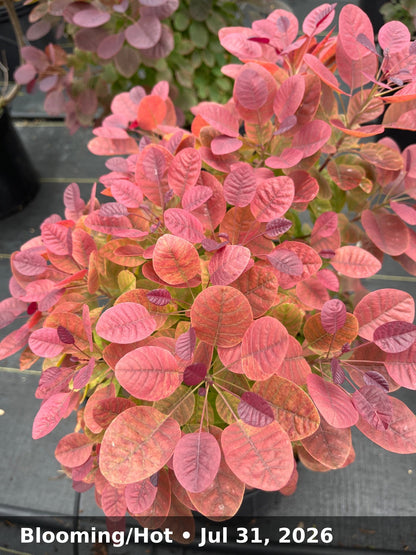 Blooming/Hot — Jul 31, 2026