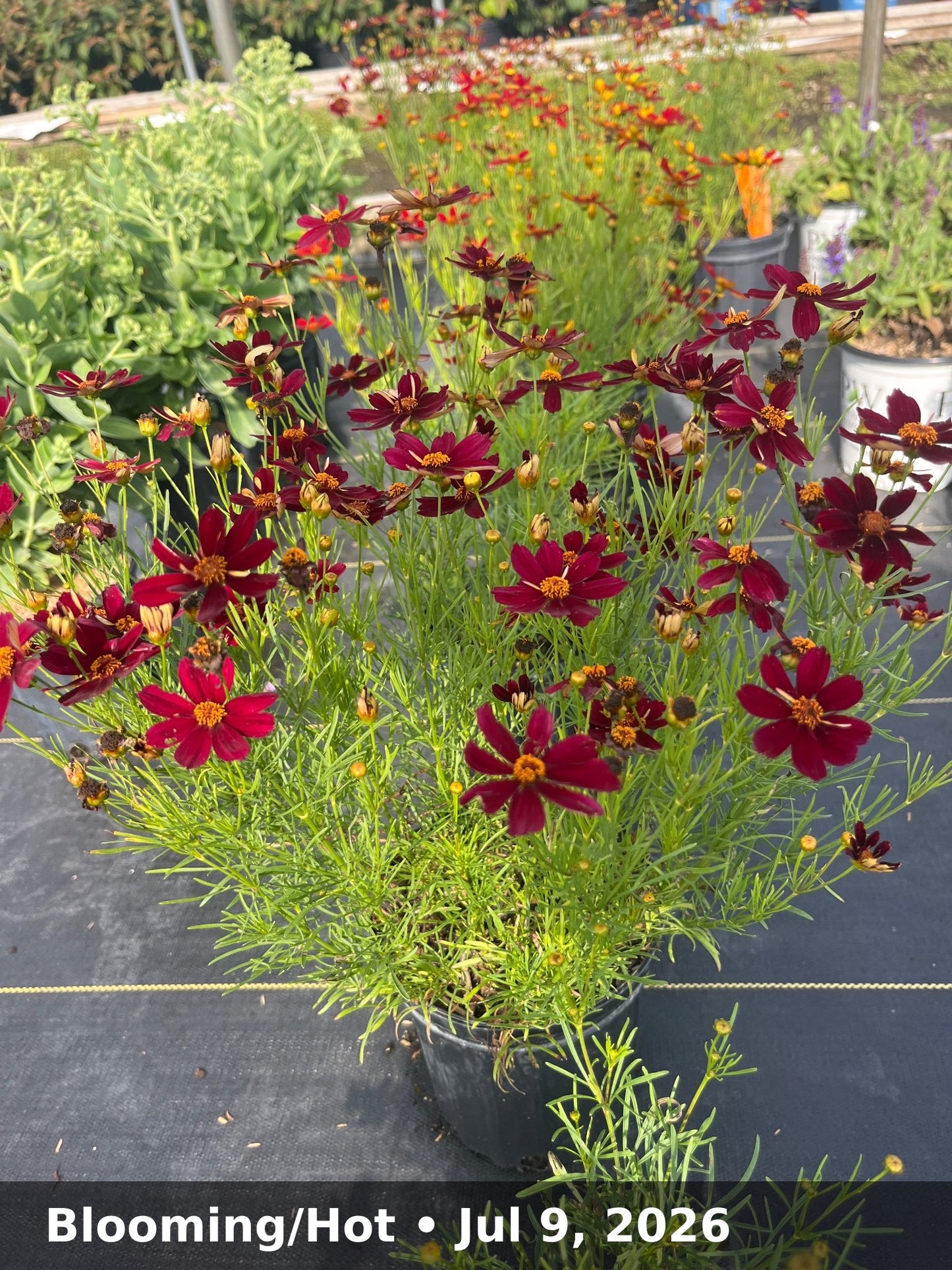Blooming/Hot — Jul 9, 2026