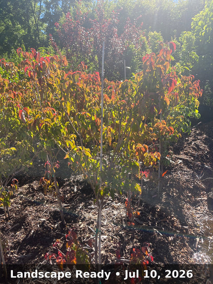 Landscape Ready — Jul 10, 2026