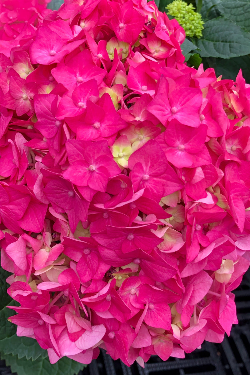 Hydrangea, Summer Crush