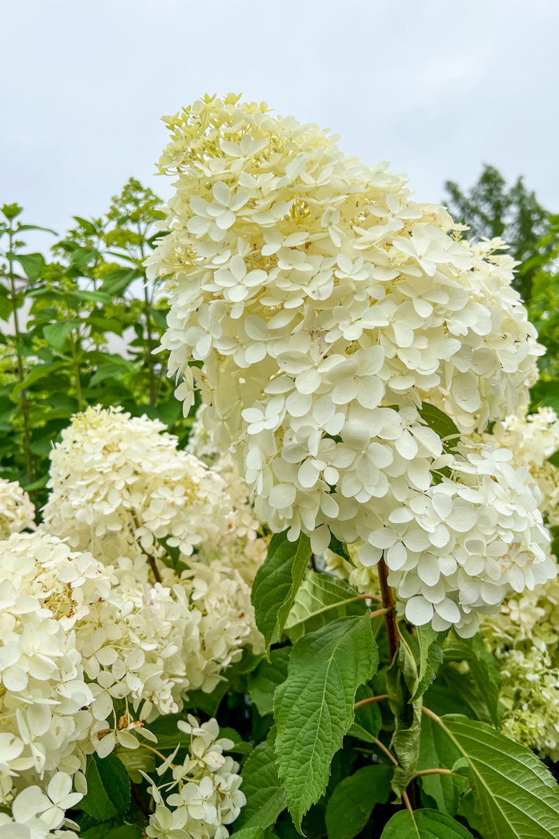 Hydrangea, Paniculata Silver Dollar