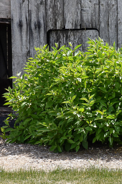 Dogwood, Redtwig Little Rebel