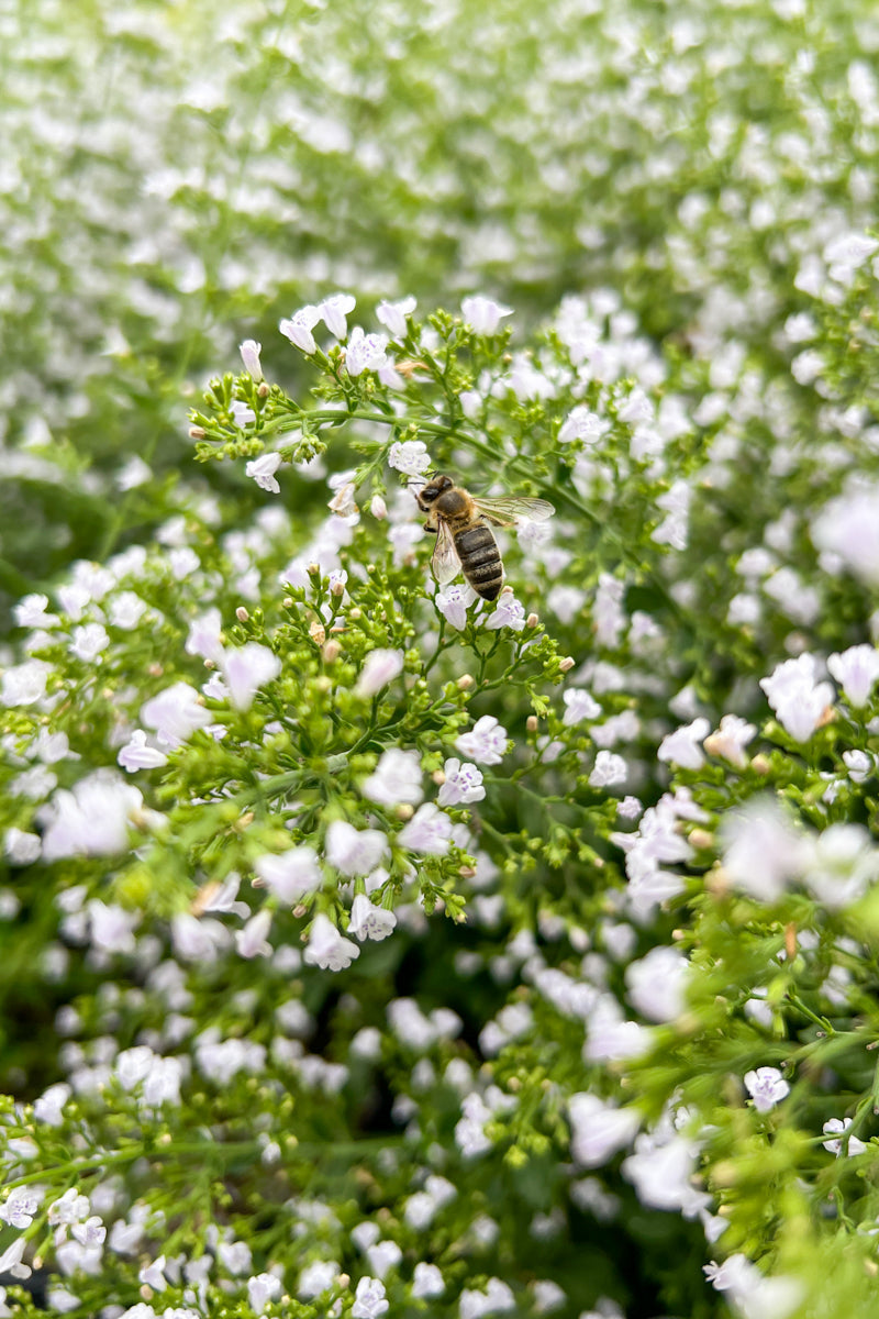 Calamint