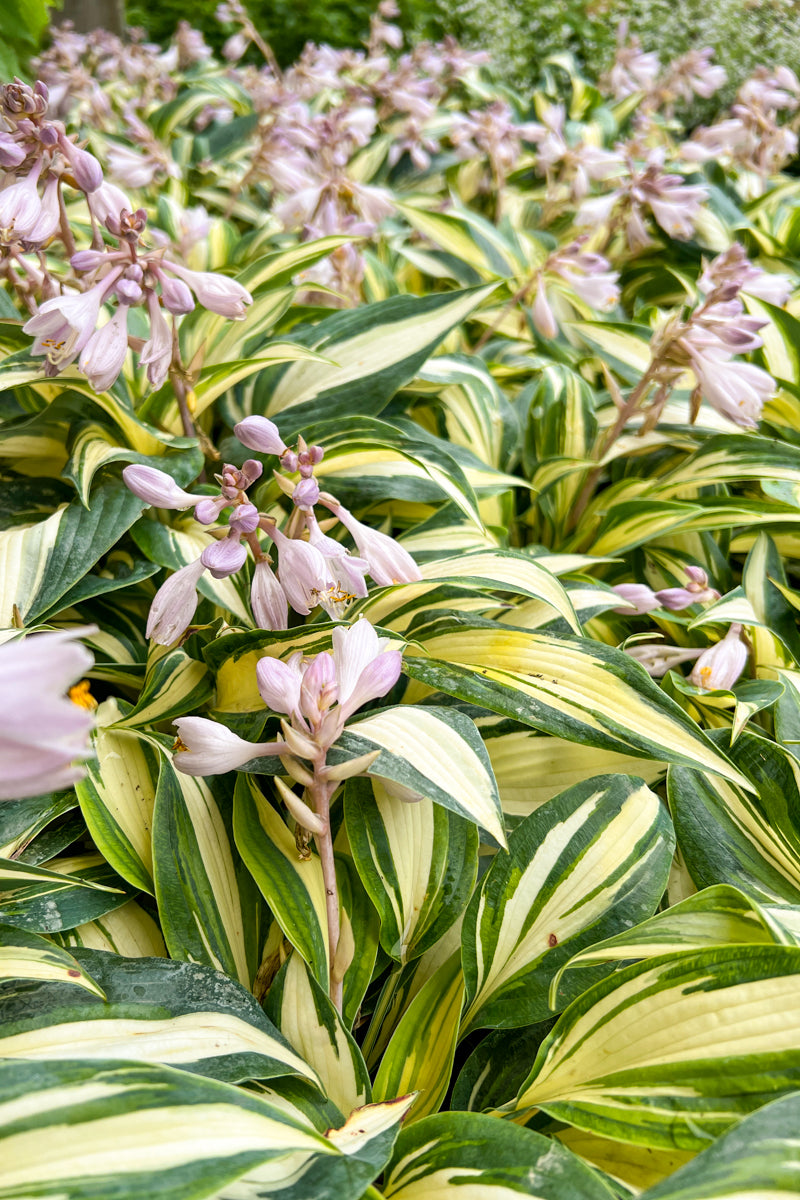 Hosta, High Society