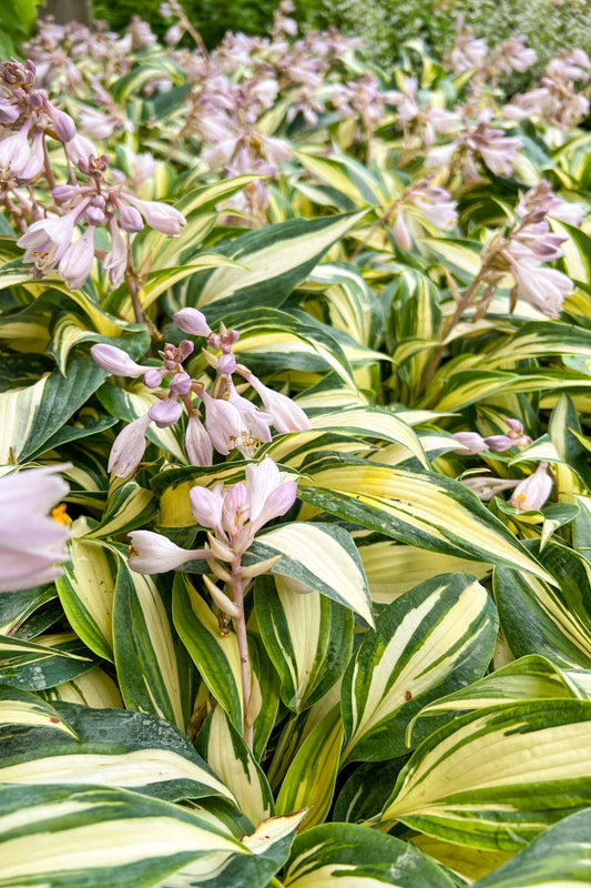 Hosta, High Society