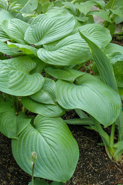Hosta, Fried Green Tomatoes