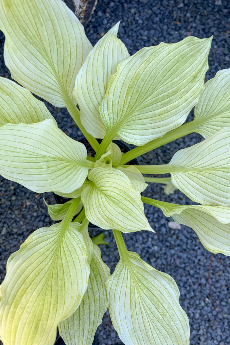 Hosta, White Feather