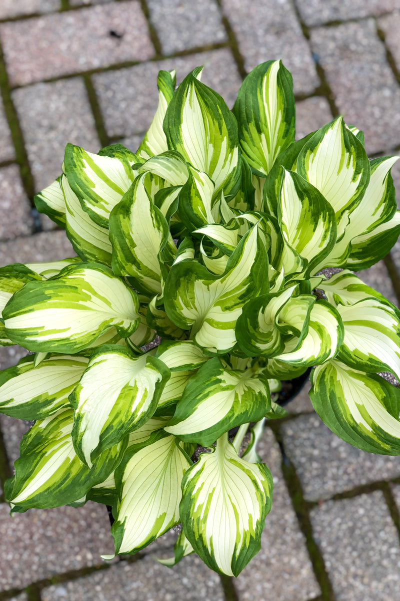 Hosta, Mediovarigata