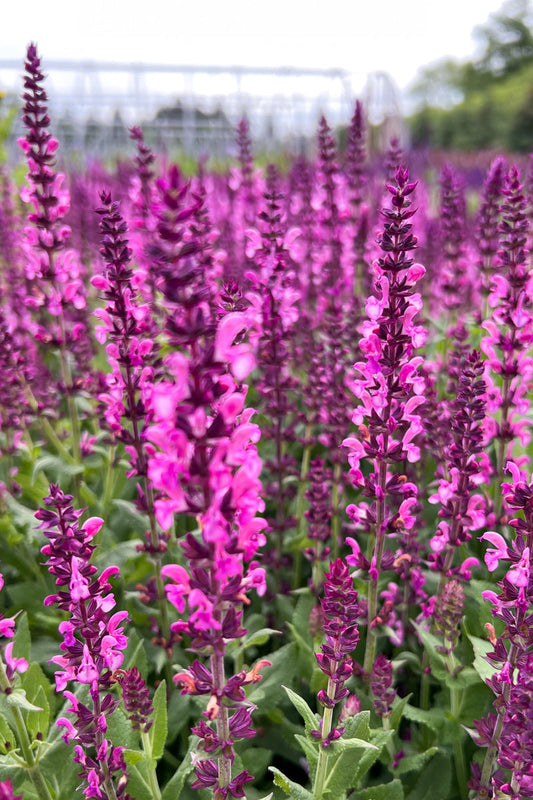 Salvia, Rose Marvel