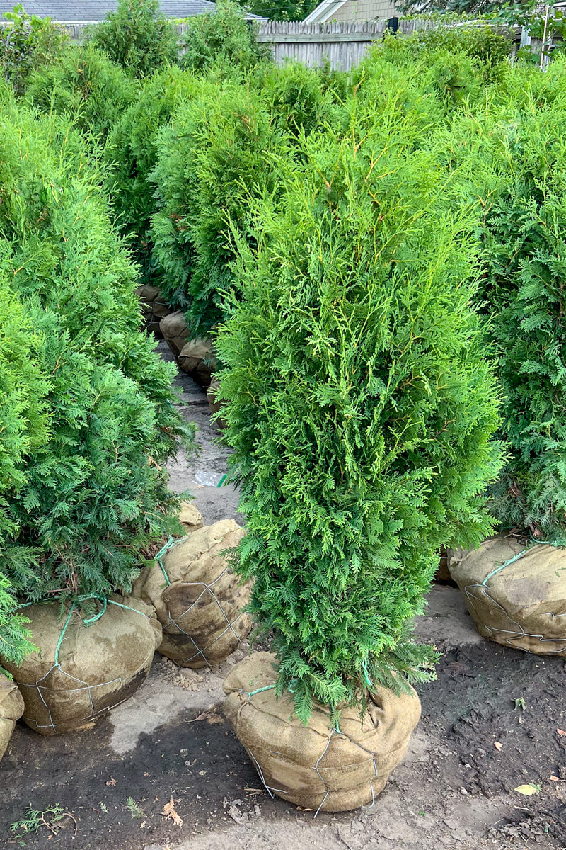 Arborvitae, Dark Green