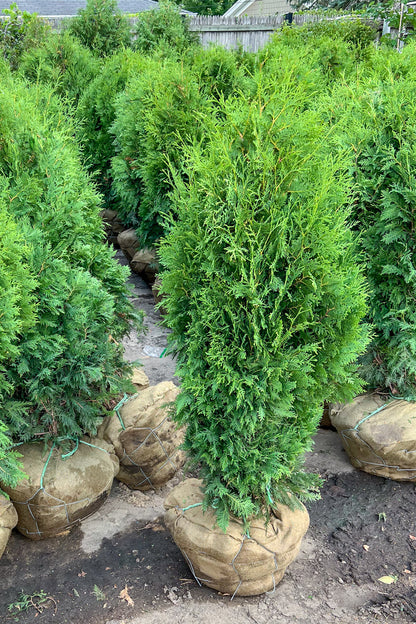 Arborvitae, Dark Green