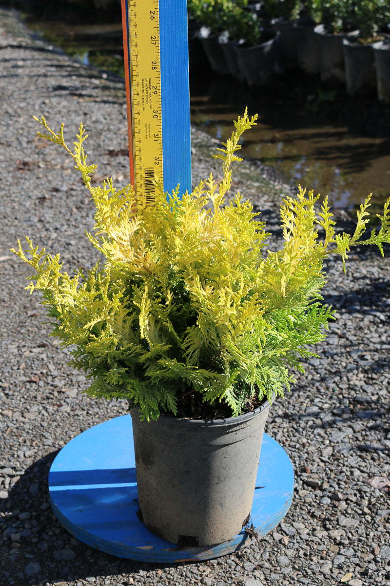 Falsecypress, Vintage  Gold