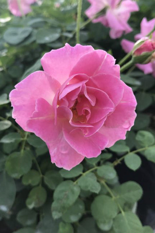 Rose, Brindabella First Lady