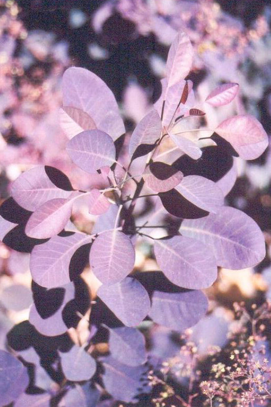 Smokebush, Purple