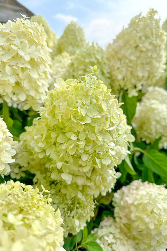 Hydrangea, Paniculata Silver Dollar