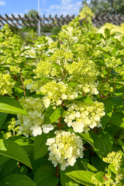 Hydrangea, Paniculata Moonrock