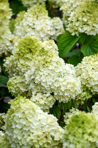 Hydrangea, Paniculata Little Hottie