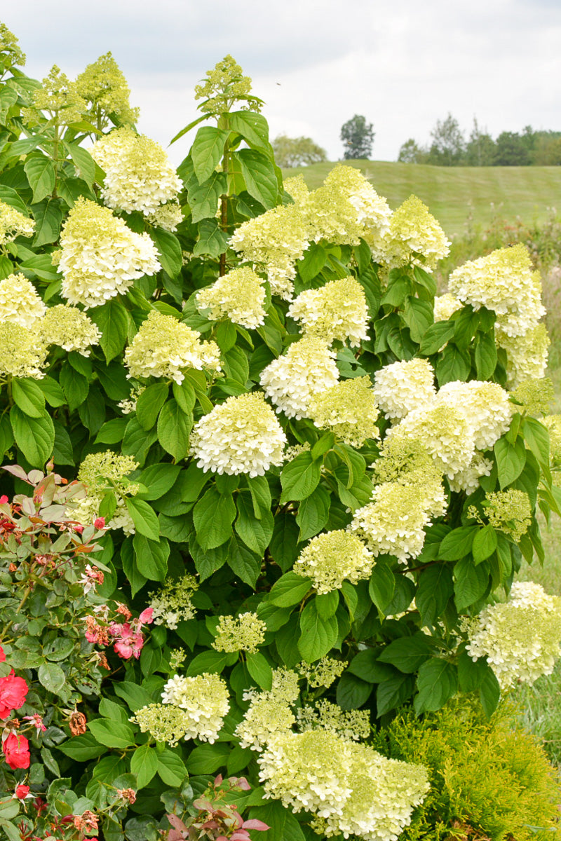 Hydrangea, Paniculata, Limelight Prime