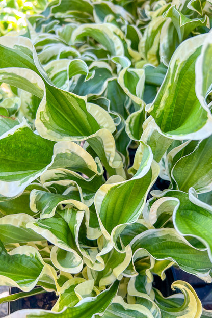 Hosta, Let's Twist Again