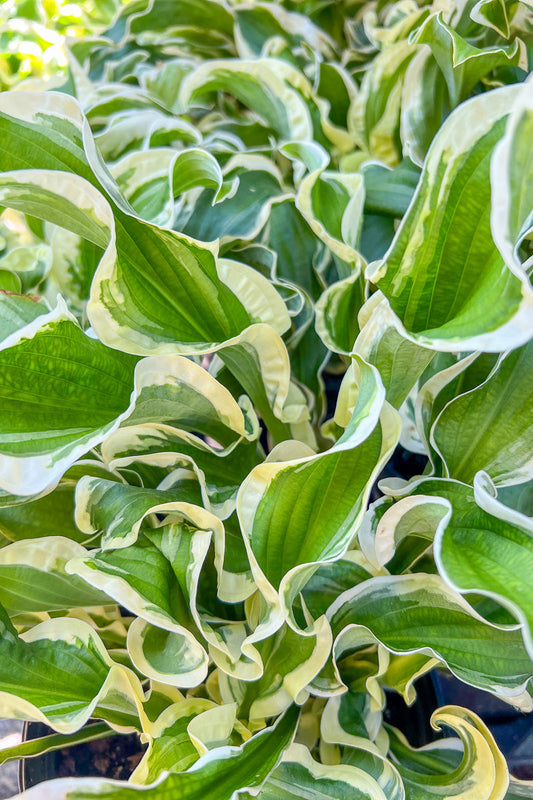 Hosta, Let's Twist Again