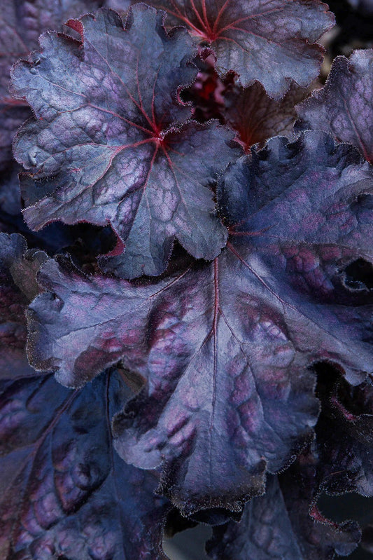 Coral Bells, Forever Midnight