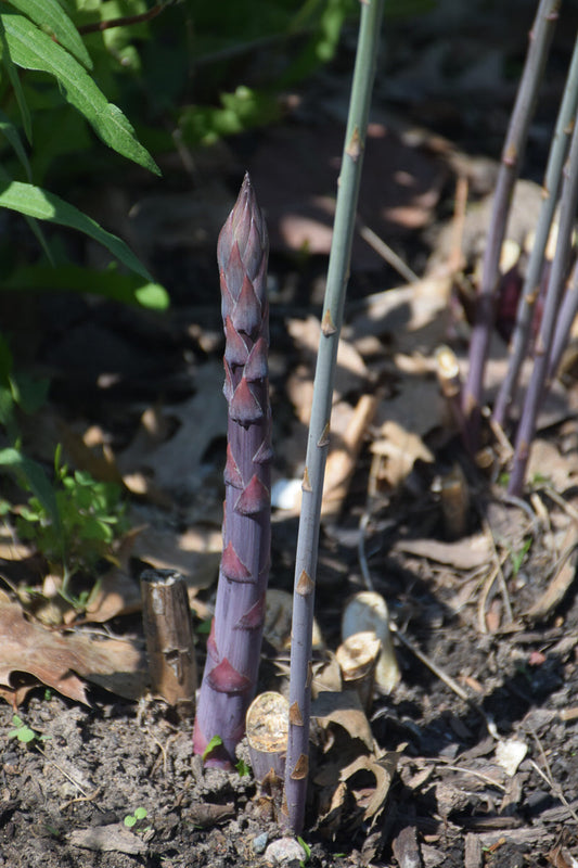 Aspargus, Purple Passion