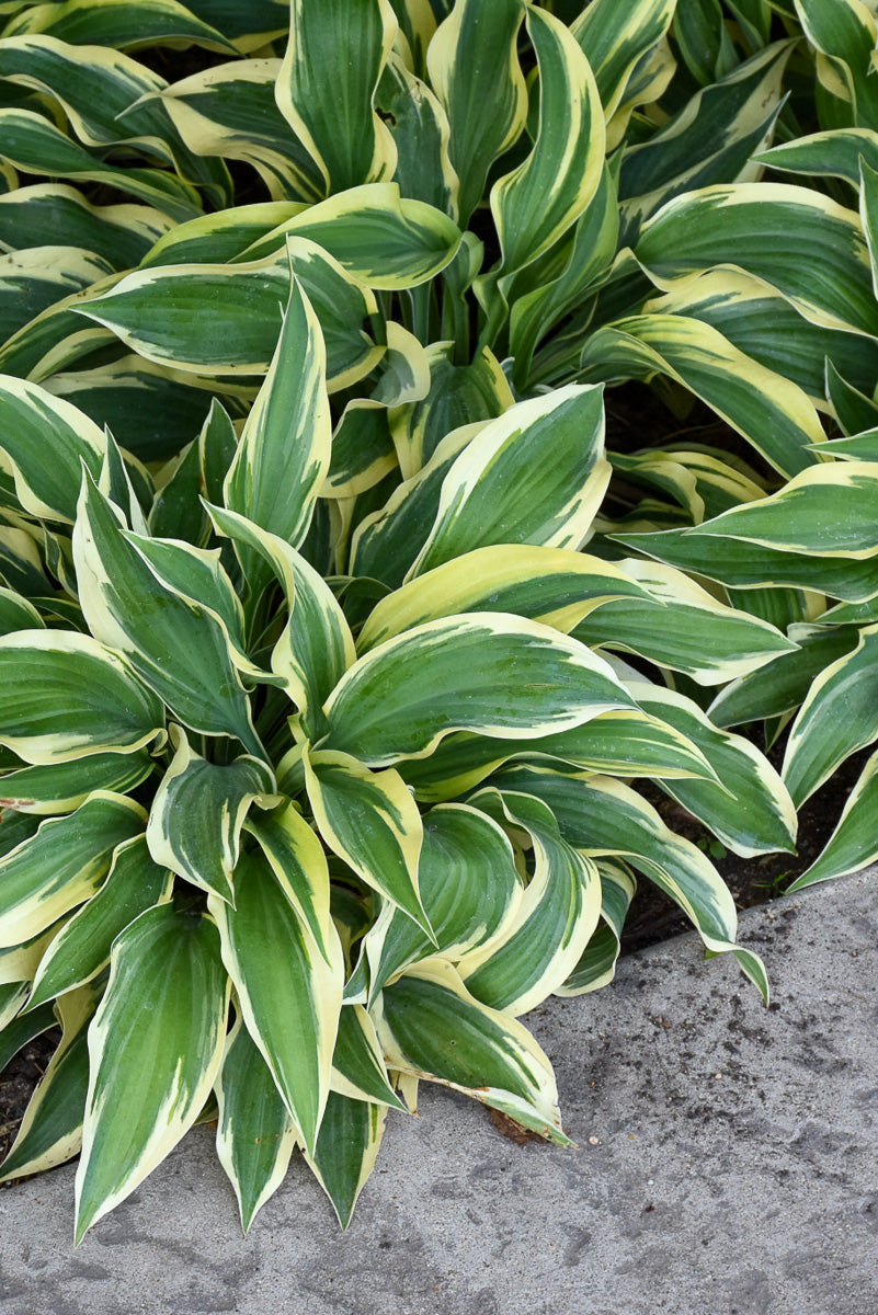 Hosta, Wolverine