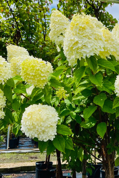 Hydrangea, Paniculata Limelight