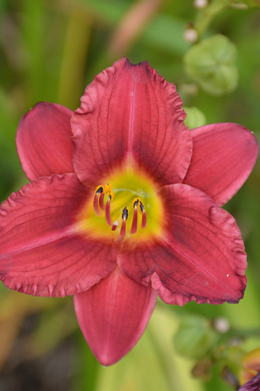 Daylily, Stella Ruby