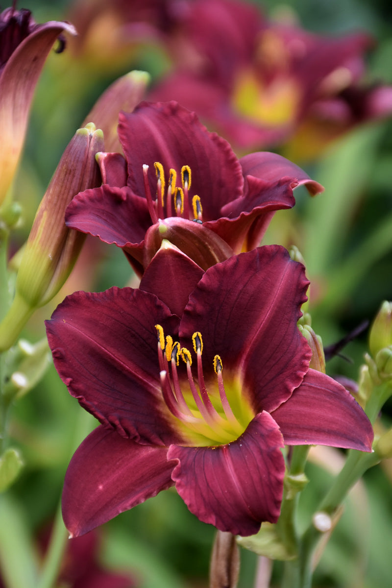 Daylily, Pardon Me