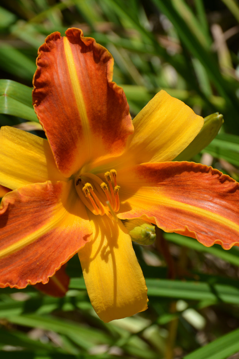 Daylily, Frans Hals