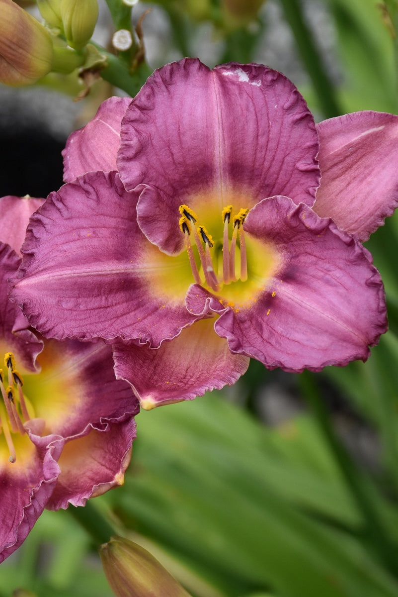 Daylily, Strutters Ball