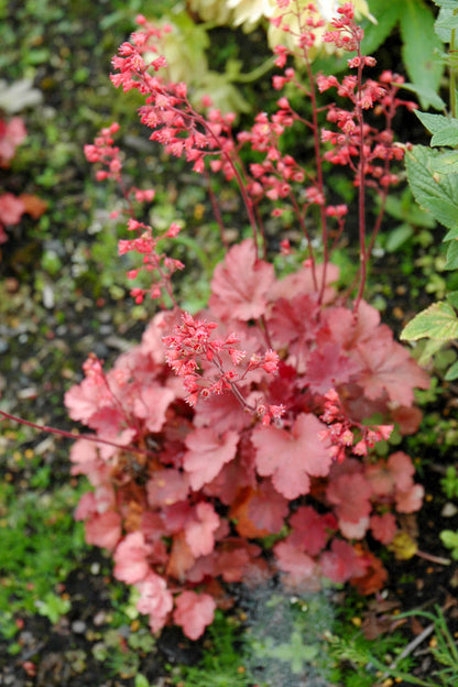 Coral Bells, Cherry Cola