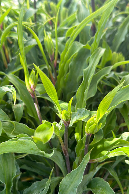 Hosta, Silly String