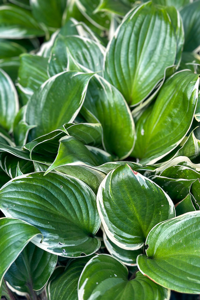 Hosta, Sorbet