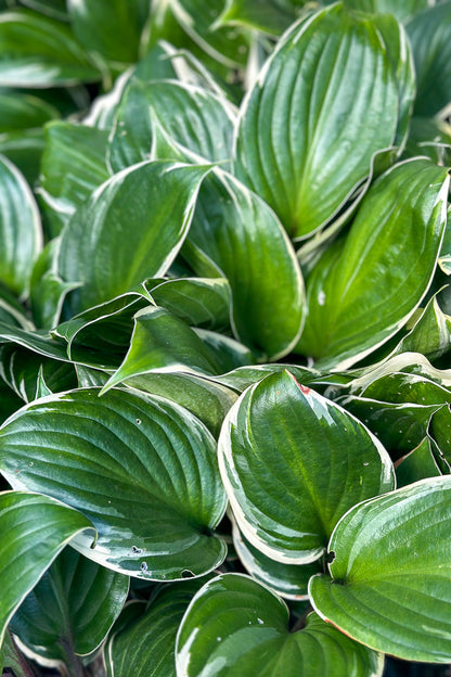 Hosta, Sorbet
