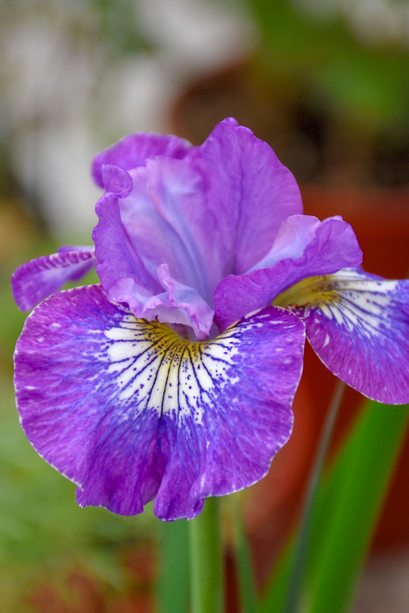 Siberian Iris, How Audacious