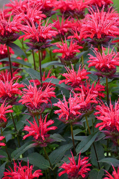 Bee Balm, Red Velvet
