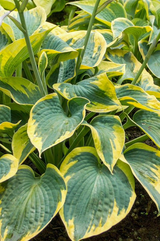 Hosta, Tootie Mae