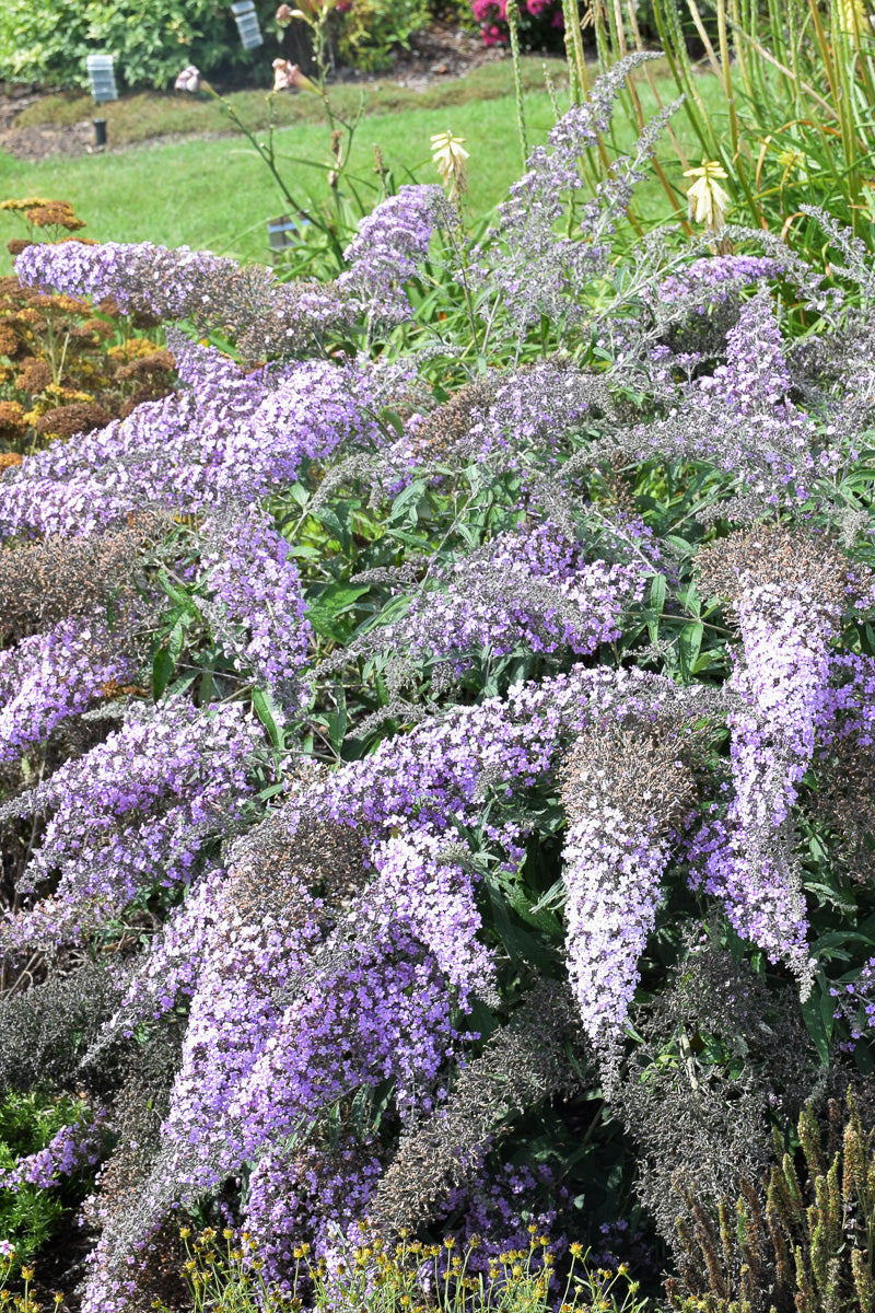 Butterfly Bush Grand Cascade